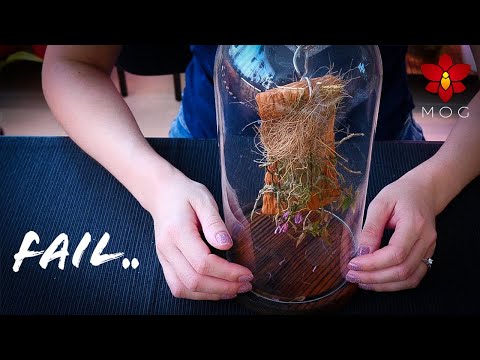 Failed Orchid project, but a good idea 🤷🏻‍♀️ - Mounted Dendrobium in glass cloche