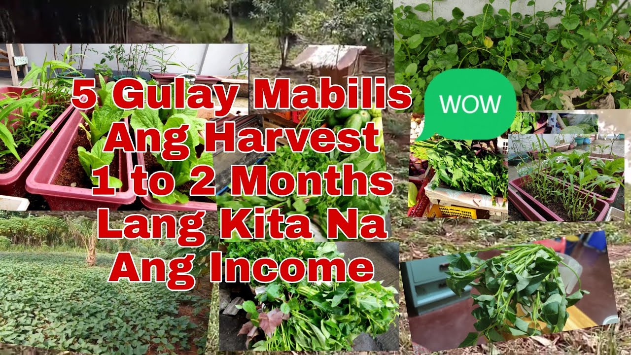 5 Gulay na Simple May Income Agad sa Isang Buwan Lang | Fast Harvest Vegetable Mabilis Kita