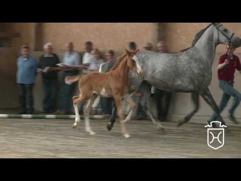 A109 Hengstfohlen von Imothep - Singulord Joter - Acord II