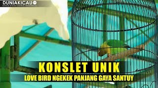 Download lagu KONSLET UNIK Love Bird NGEKEK PANJANG GAYA SANTUY mp3