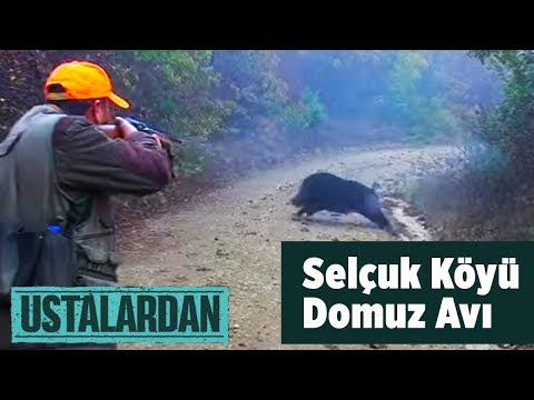 Selçuk Köyü Domuz Avı  ( 2016 ) 1.Bölüm Ustalardan  Yaban Tv - Wildboar Hunting Türkçe belgesel