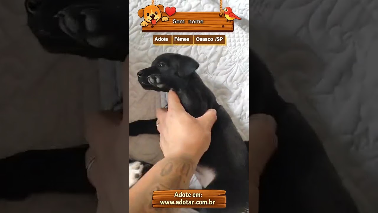 Cachorro raça SRD-ViraLata idade 2 a 6 meses nome Sem nome