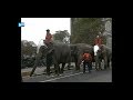 Straks ook OLIFANTEN in Hoenderdaell | Remy en z'n vrienden #8