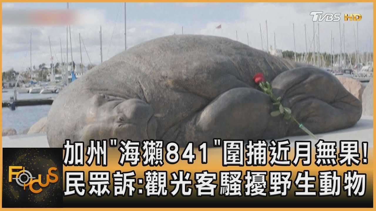 加州「海獺841」圍捕近月無果!民眾控觀光客騷擾野生動物