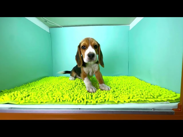 (子犬) 犬種：ビーグル 男の子 ブリーダー マロニエケンネル　MARRONNIER KENNEL k3875の画像