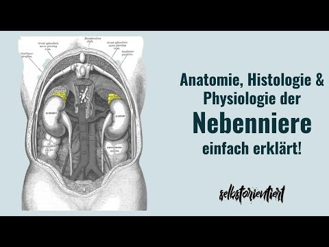 Die Nebenniere einfach erklärt! - Anatomie | Physiologie | Histologie | Hormone | Funktion | Stärke