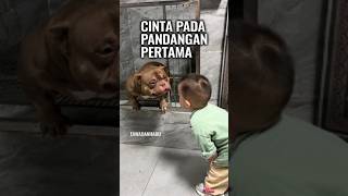 Download lagu Anak Kecil dan Pitbull Berhati Mulia mp3