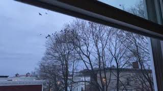 How to get rid of annoying crows waking you up in the morning. Life hack!
