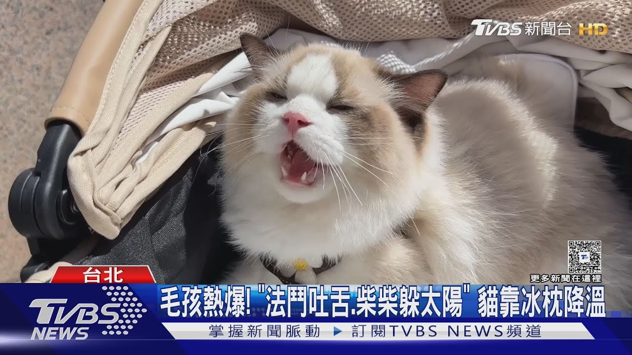 超萌毛孩難耐高溫!飼主自製「外出冷氣房」防中暑
