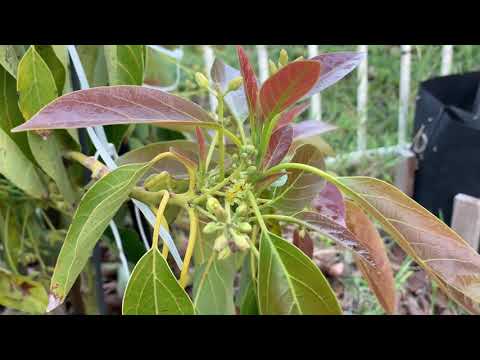 San Diego GEM Avocado tree - 3yr old