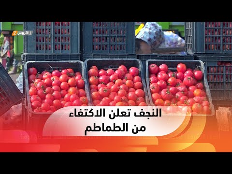 شاهد بالفيديو.. زراعة #النجف تعلن الاكتفاء الذاتي لمحصول #الطماطم بمعدل إنتاج ألف طن يومياً