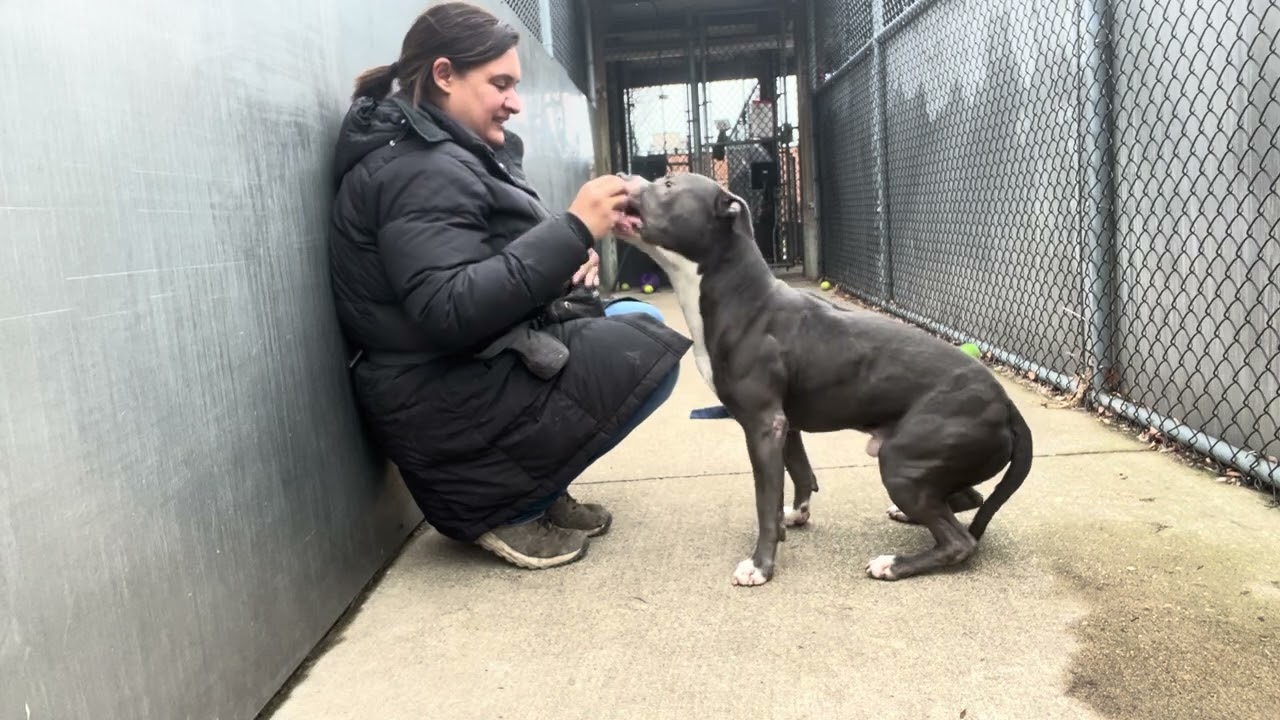 Zion, a ADOPTABLE Pit Bull Terrier in Chicago, IL video 5/5