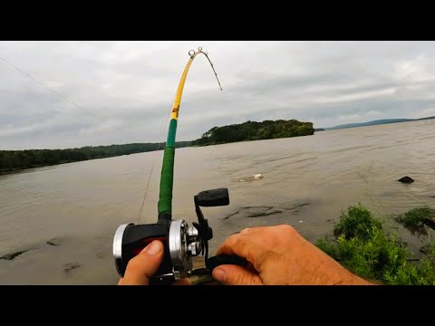 Bank fishing for catfish with cut shad and live bluegill