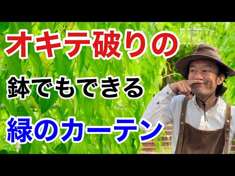 brise-vue-balcon-bambou-pots-fleurs-deco-fleurs