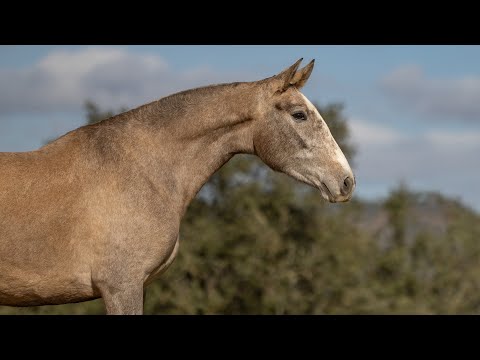 **SOLD**  Lusitano breeding mare with great genetics by Peralta (REF#811)