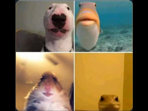 Math 212 RS2 Lecture 15 - First Zoom Class!!! Finding Power Series; Taylor Series; Maclaurin Series