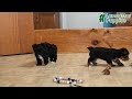 Yorkshire Terrier dogs for sale: Nolea - Video 1