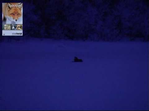 Lockjakt på räv - Calling foxes