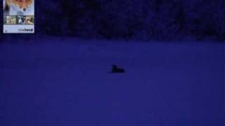 Lockjakt på räv - Calling foxes