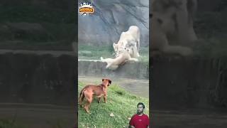 Download lagu INDUK SINGA PANIK ANAKNYA NYEBUR KE KOLAM DAN SEEKOR ANJING TERUS MENGGONGGONG #animals #shorts mp3 Download lagu INDUK SINGA PANIK ANAKNYA NYEBUR KE KOLAM DAN SEEKOR ANJING TERUS MENGGONGGONG #animals #shorts mp3