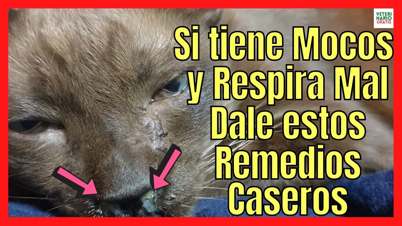SI MI GATO TIENE MOCOS Y RESPIRA MAL🚨¿QUE REMEDIOS CASEROS LE PUEDO DAR A UN GATO RESFRIADO