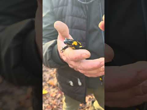 Ninel prietenul Șopârlelor de foc