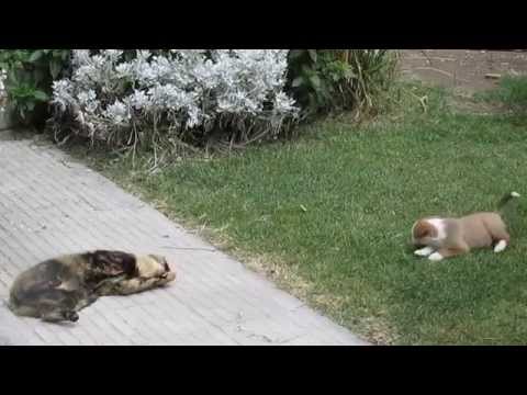 Albita y Fryda, amigándose en el jardín