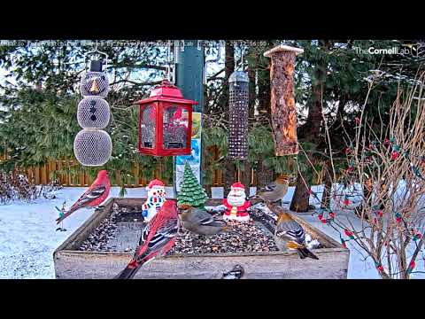 Canada Jays Make Way For Pine Grosbeak Party At Ontario Feeders – Dec. 20, 2021