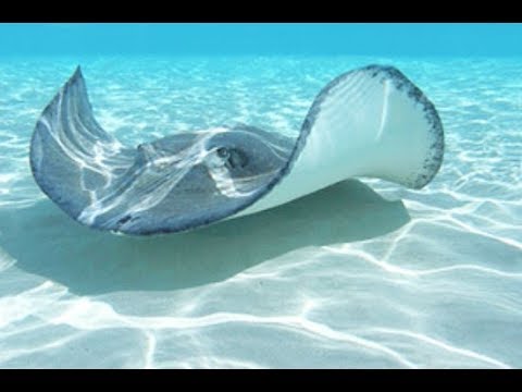 Biggest gaint natural beauty manta ray and it is one of the biggest giant of the ocean