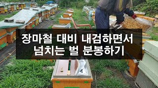 장마철 대비 내검하면서 넘치는 벌 분봉하기(21. 07.04)