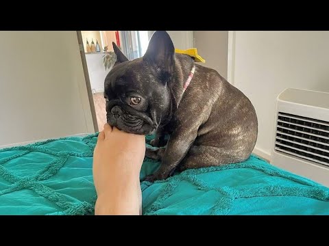 French Bulldogs are the FUNNIEST DOGS in the World 🐶