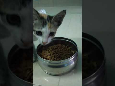My cat eating #whiskas(2)