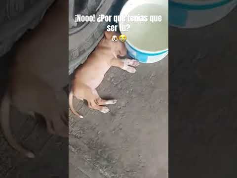 Cuando el drama te consume 🐶🤣 #viralvideo #dog #funny #perros
