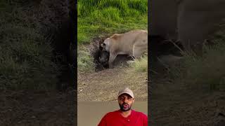 Leão foi na Toca do Javali😱