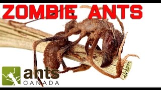 Zombie Ants, Killer Flies, Alien Worms | Ant Endoparasites