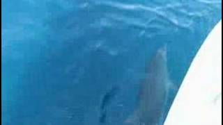 preview picture of video 'Dolphins in Thassos Limenas'