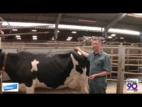 Rumen Fill Scoring Dairy Cows