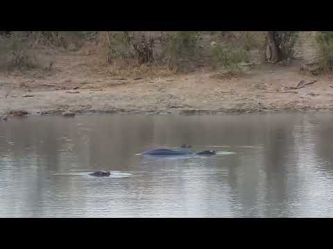 Djuma: Hippos a bit active in the dam - 17:43 - 09/10/2023