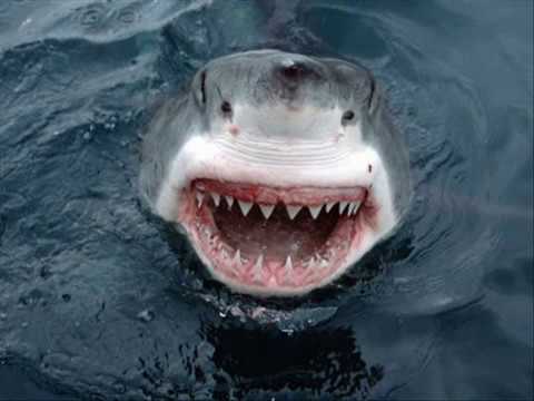 Great White Shark (Jaws Music)