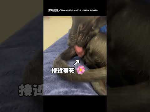 【求抓抓】人類的手止癢效果驚人 狗勾竟要求加碼抓1處｜狗｜黑狗｜歐告｜抓癢｜搞笑｜懷疑狗生｜寵物