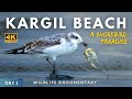 Beach Birding Kargil Sea Beach Bakkhali West Bengal 4K UHD Wildlife Documentary Day 1