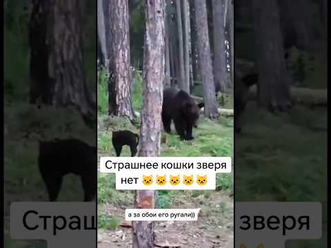 Медведь и кот