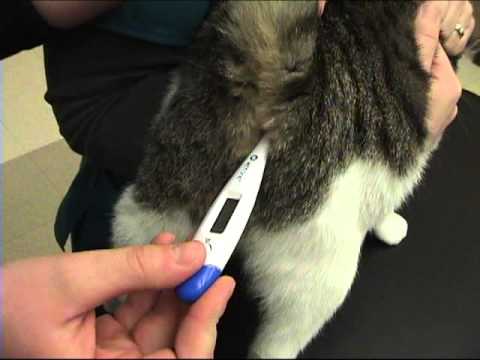 How to take your pet's temperature