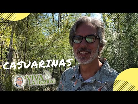 Casuarinas
