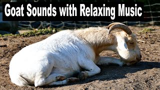 Goat Sounds with Relaxing Music