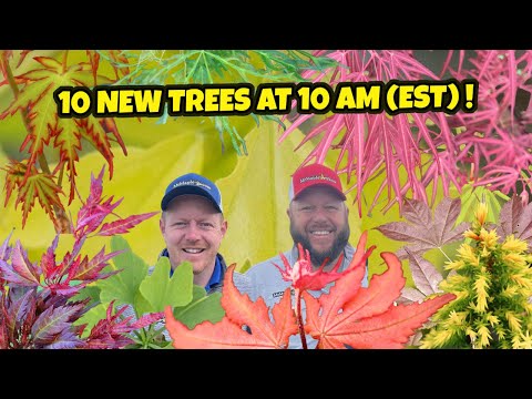 MrMaple’s Super 10@10 on Tuesday for June, 6 2023