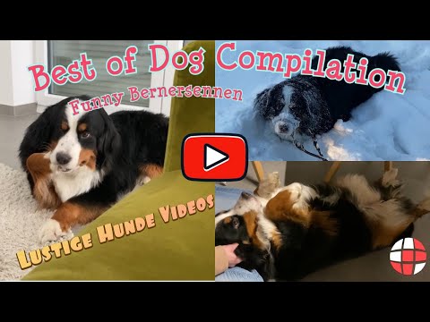 Funny Dogs Compilation Lustige Hunde Videos Bernersennen Bernese Mountain Dog