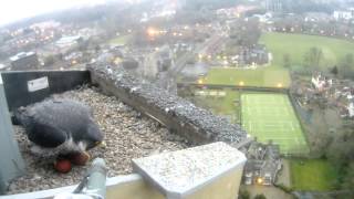 preview picture of video 'Hawk and Owl Trust Urban Peregrines Project Norwich Cathedral'