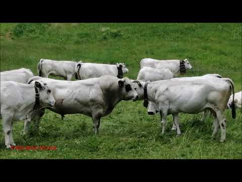UNA MANDRIA DI MUCCHE E VITELLINI AL PASCOLO A MADONNA DEI BOSCHI A BOVES. (CN) DOM. 30 - 5 - 2021.