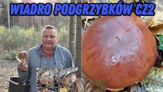 A bucket of bay boletes part 2